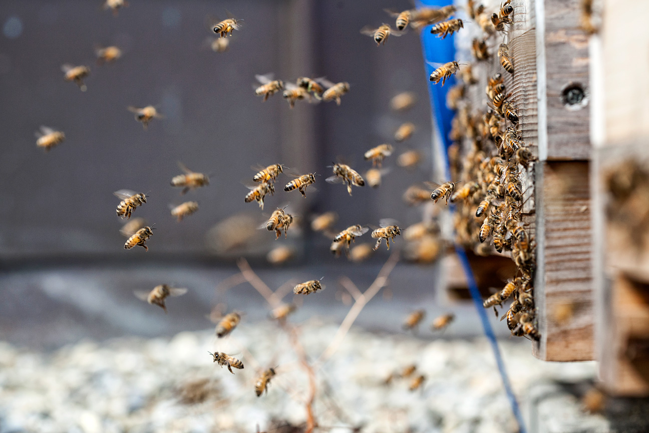 Die Bahnhofstrassen Bienen fühlen sich wohl im neuen Zuhause.